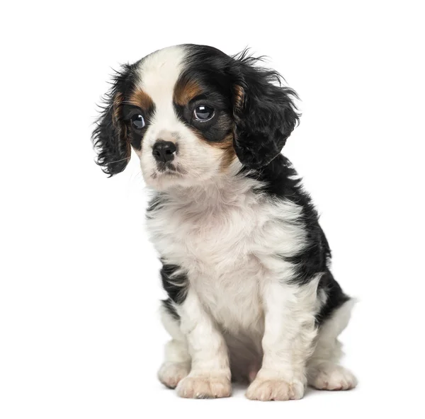Cavalier King Charles Spaniel köpek yavrusu (8 haftalık) — Stok fotoğraf