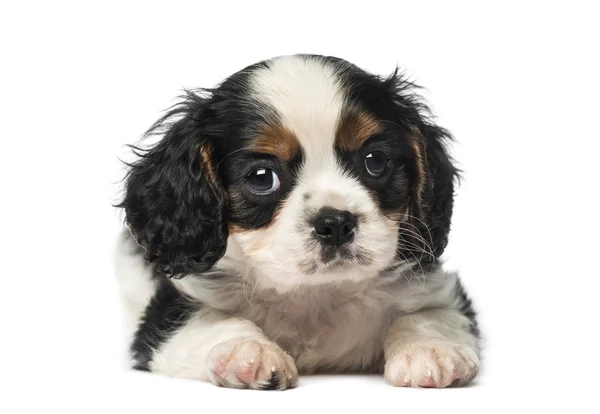 Cavalier Rei Charles Spaniel cachorro (8 semanas de idade ) — Fotografia de Stock