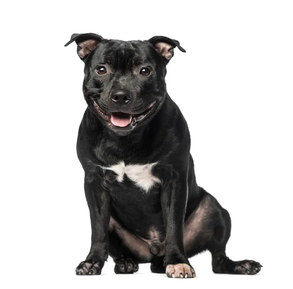 Staffordshire Bull Terrier (9 months old) — Stock Photo, Image