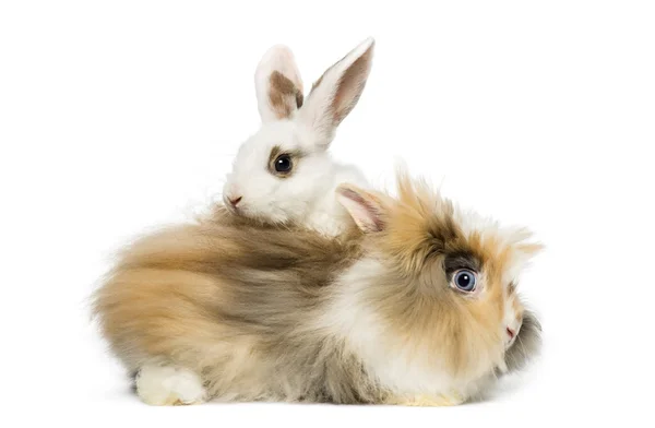 Two rabbits — Stock Photo, Image