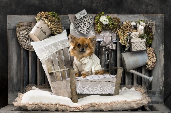 Chihuahua in front of a rustic background — Stock Photo, Image