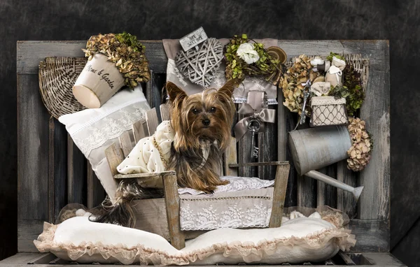 Yorkshire terrier in front of a rustic background — Stock Photo, Image