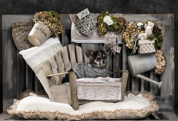 Chihuahua in front of a rustic background — Stock Photo, Image