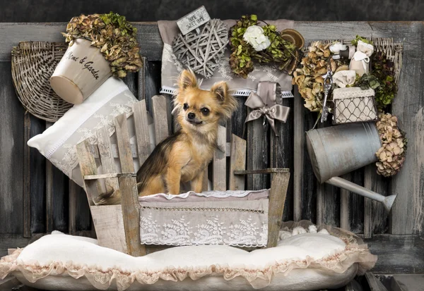 Chihuahua in front of a rustic background — Stock Photo, Image