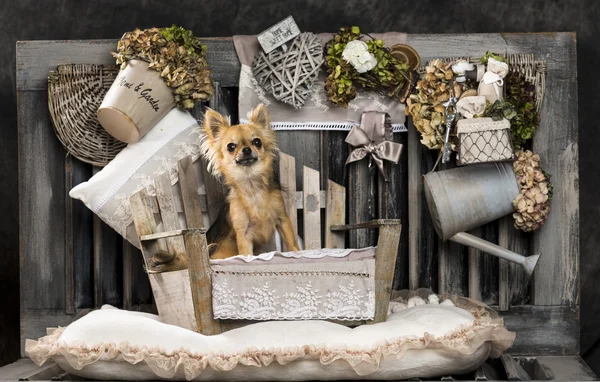Chihuahua na frente de um fundo rústico — Fotografia de Stock