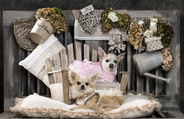 Chihuahuas in front of a rustic background — Stock Photo, Image