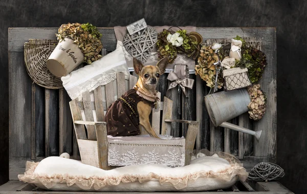 Chihuahua in front of a rustic background — Stock Photo, Image