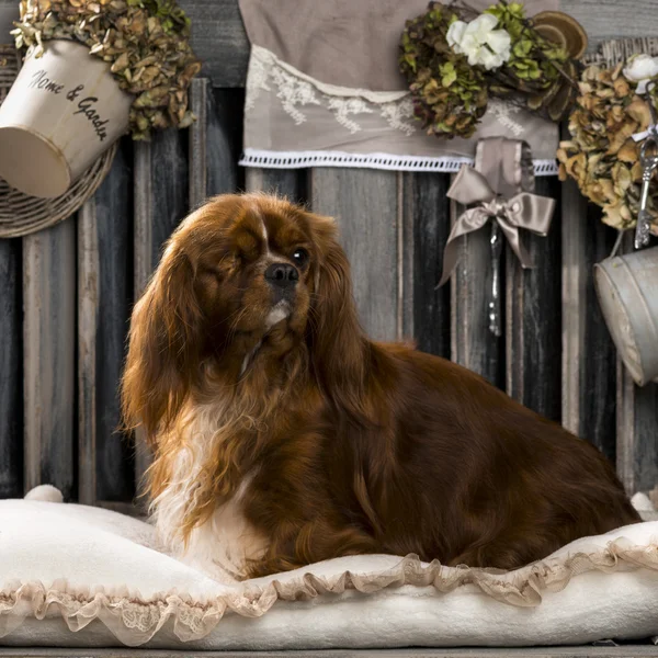 Cavalier King Charles in front of a rustic background — Stock Photo, Image