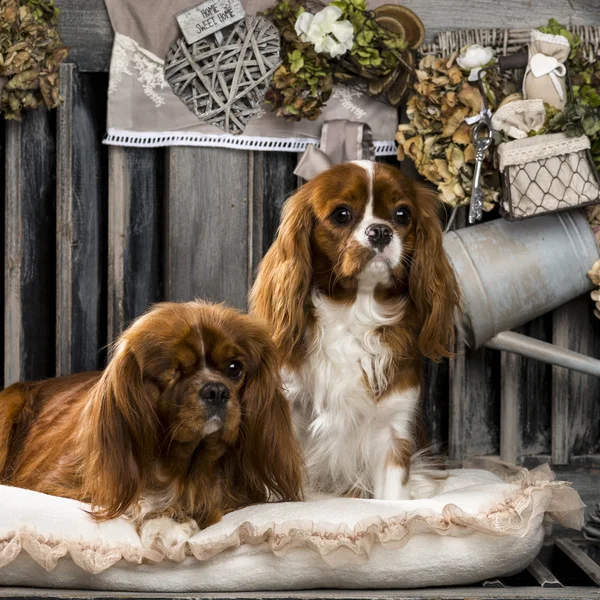 Cavalier King Charles in front of a rustic background — Stock Photo, Image