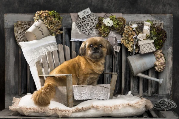 Shih Tzu před rustikální pozadí — Stock fotografie