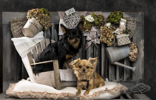 Chihuahuas rusztikus háttér előtt — Stock Fotó