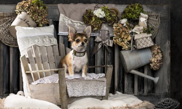 Chihuahua frente a un fondo rústico — Foto de Stock