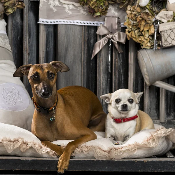 Chihuahua és olasz agár, rusztikus háttér előtt — Stock Fotó