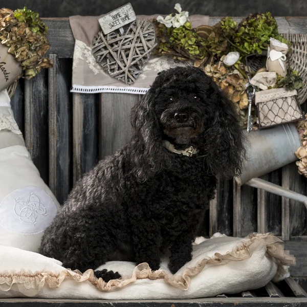 Poodle in front of a rustic background — Stock Photo, Image