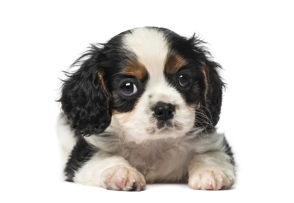 Cavalier King Charles Spaniel puppy (8 weeks old) — Stock Image Cavalier King Charles Spaniel puppy (8 weeks old) Royalty Free Stock Images