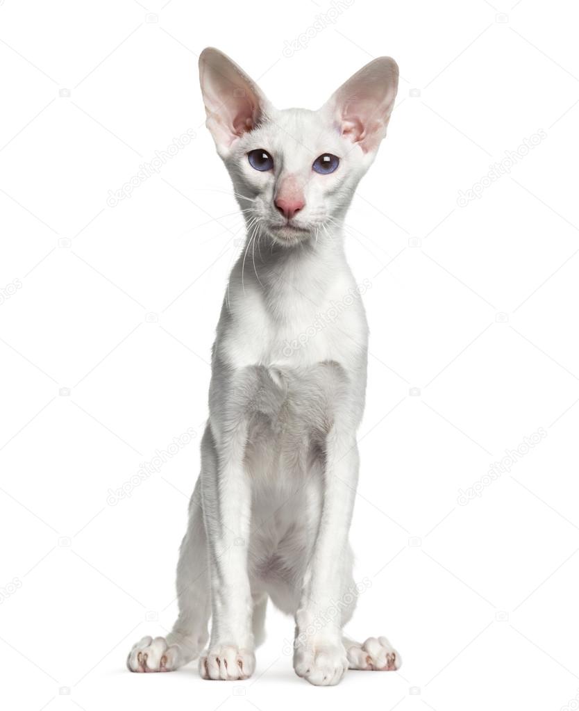Oriental Shorthair Sitting Isolated On White 6 Months Old