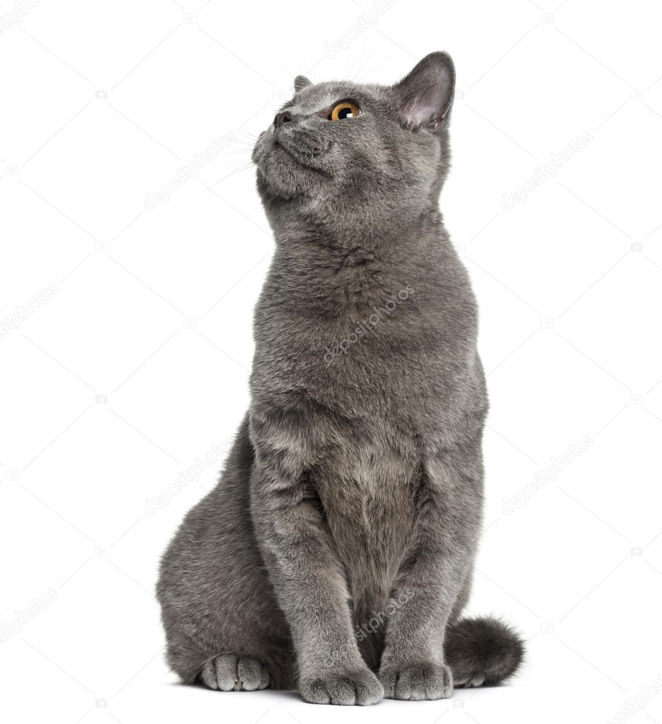 Britisch Kurzhaar Sitzend 6 Monate Alt Stockfoto