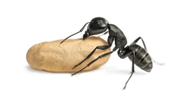 Marangoz karınca, bir yumurta taşıyan Camponotus vagus