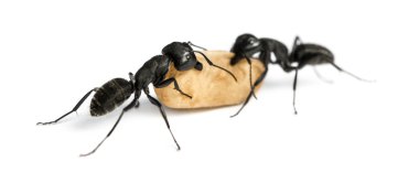 İki marangoz karıncalar, bir yumurta taşıyan Camponotus vagus