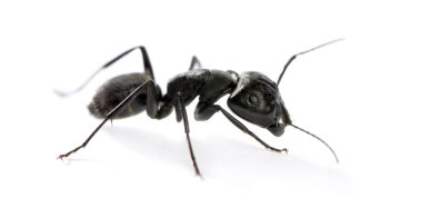 Marangoz karınca, Camponotus vagus
