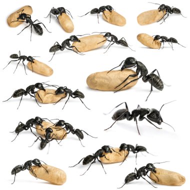 Composition of a Carpenter ant, Camponotus vagus clipart