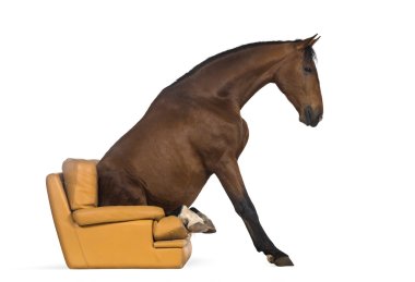 Andalusian horse sitting on an armchair clipart