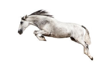 Andalusian horse jumping clipart