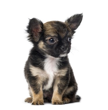 Chihuahua (7 aylık)