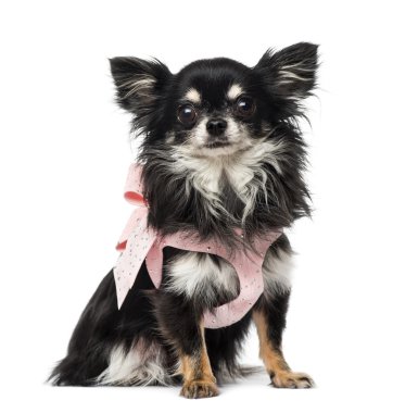 chihuahua giyinmiş
