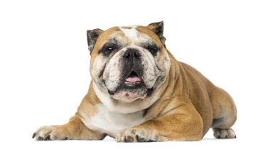  İngilizce Bulldog (5 yaşında)
