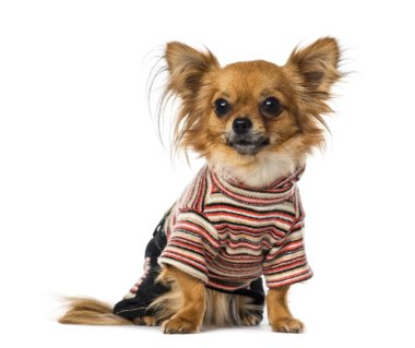 chihuahua giyinmiş