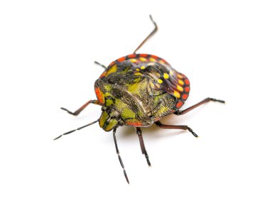 Güney yeşil pis böcek, Nezara viridula