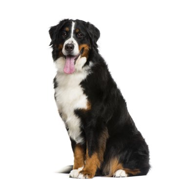 Bernese dağ köpeği