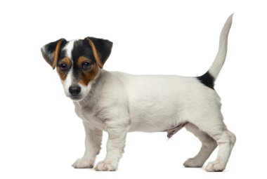 Jack Russell Terrier köpek yavrusu (2 aylık)