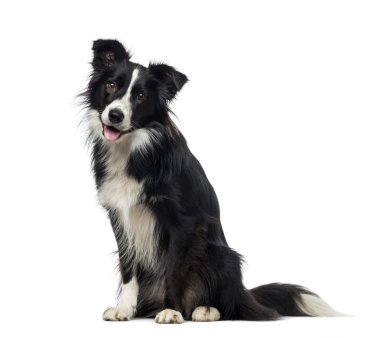 Border Collie (2 years old) clipart