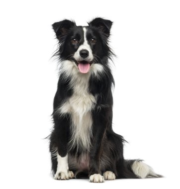 border collie (2 anni)