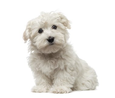 Maltese puppy (3 months old) clipart