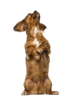 Şövalye Kral Charles Spaniel