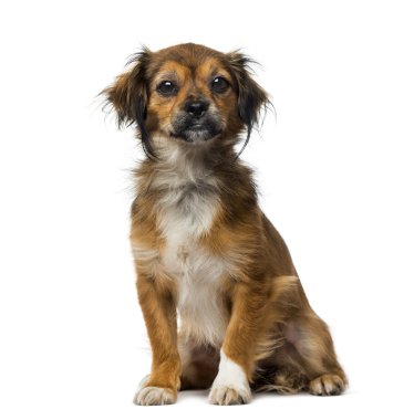 Şövalye Kral Charles Spaniel