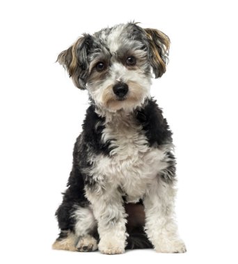 Köpek (1 yaşında crossbreed)