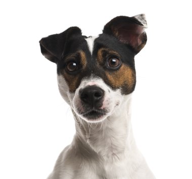 Bir Jack Russell Terrier (16 ay eski Close-Up)