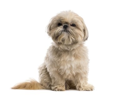 Shih Tzu (3 yaşında)