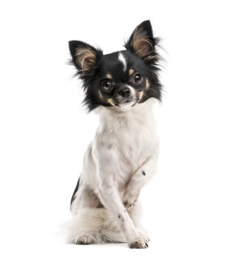 Chihuahua (10 aylık)