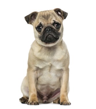 Pug oturma, izole üzerinde beyaz