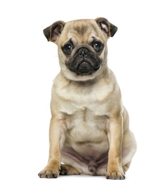 Pug oturma, izole üzerinde beyaz