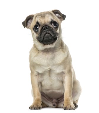 Pug oturma, izole üzerinde beyaz