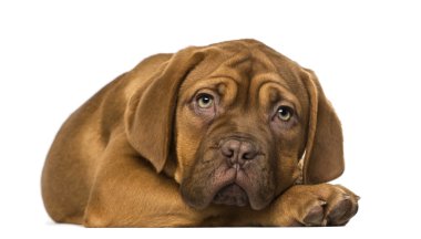 Dogue de bordeaux köpek yavrusu