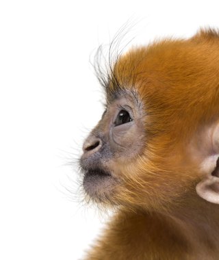 Francois Langur 'un (1 aylık) yakın çekimi)