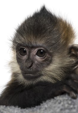 Close-Up bebek Francois Langur (4 ay)