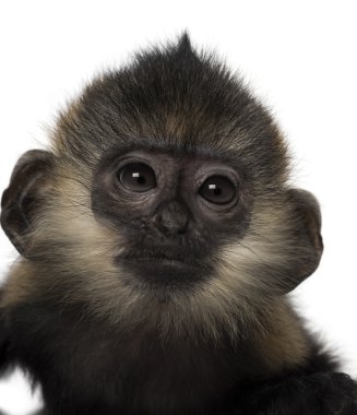 Close-Up bebek Francois Langur (4 ay)